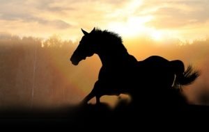 jumping horse at sunset