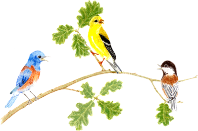 Songbird-Logo
